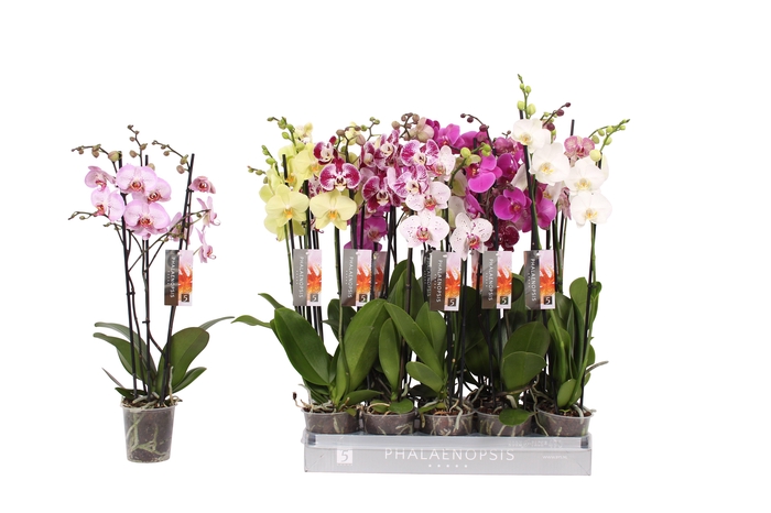 <h4>Phalaenopsis 7 color mix, 3-spike 22+</h4>