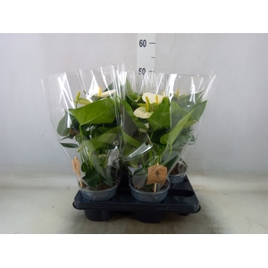 Anthurium andr. 'Cocos'