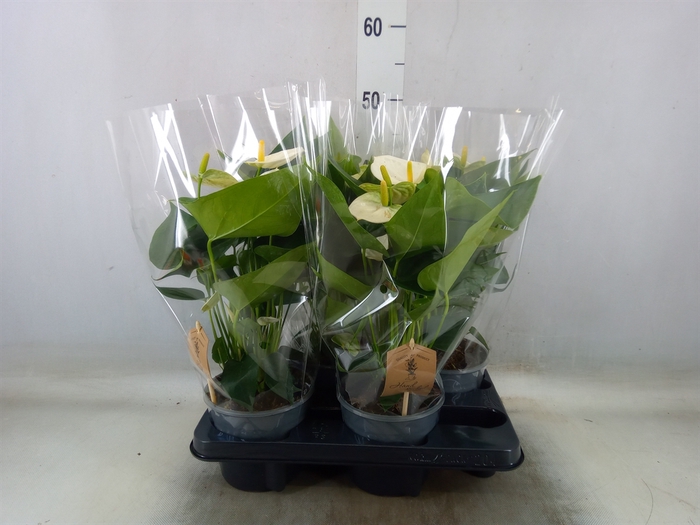 <h4>Anthurium andr. 'Cocos'</h4>