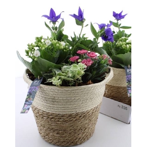 ARR TUINPLANTEN
