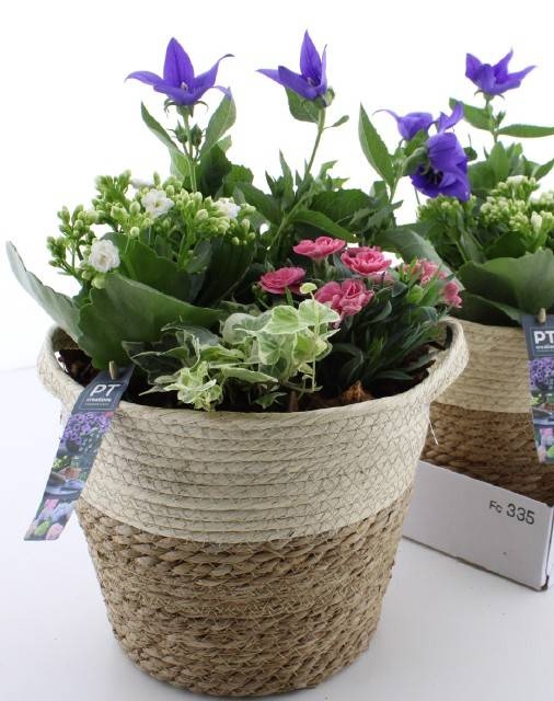 <h4>ARR TUINPLANTEN</h4>