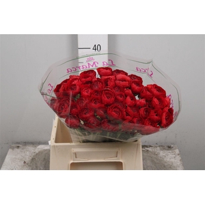 Ran. Su Valentino Sec X50