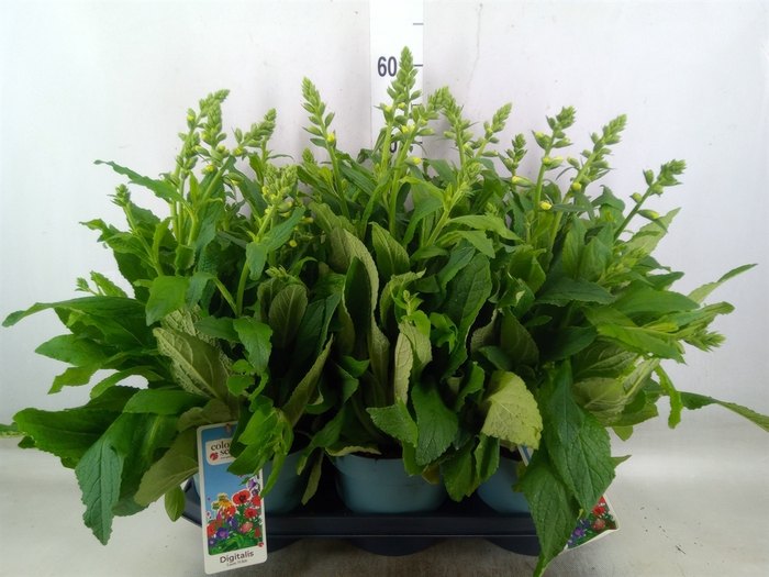 <h4>Digitalis purp. 'Lucas'</h4>