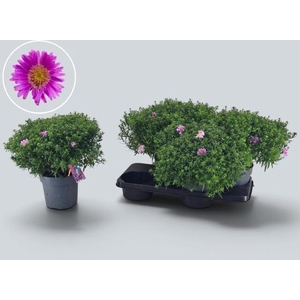 ASTER D ALPHA PINK