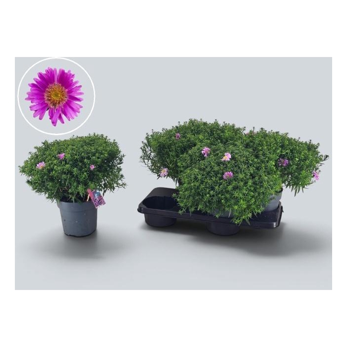 <h4>ASTER D ALPHA PINK</h4>