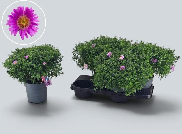 <h4>ASTER D ALPHA PINK</h4>