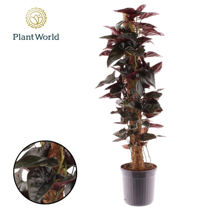 <h4>Syngonium erythrophyllum 'Red Arrow' Mosstok 100 cm</h4>