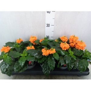 Crossandra infundib. 'Fortuna'