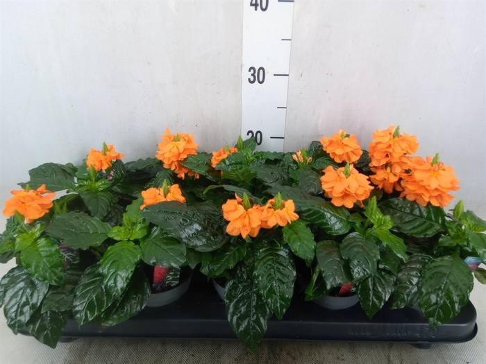 <h4>Crossandra infundib. 'Fortuna'</h4>