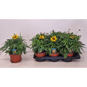CORE GRANDIFLORA