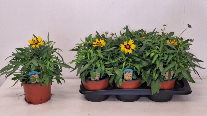 <h4>CORE GRANDIFLORA</h4>