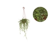 DISCHIDIA MILLION HEARTS C13