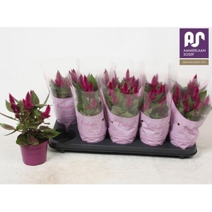 !! PROMO !! CELOSIA DEEP PURPLE