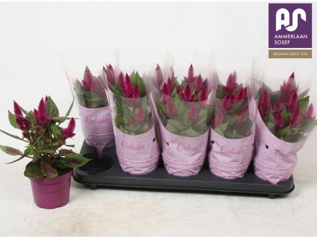 <h4>!! PROMO !! CELOSIA DEEP PURPLE</h4>
