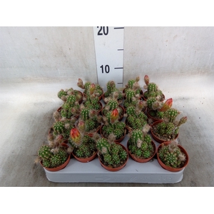 Chamaecereus  'Ubink Red'