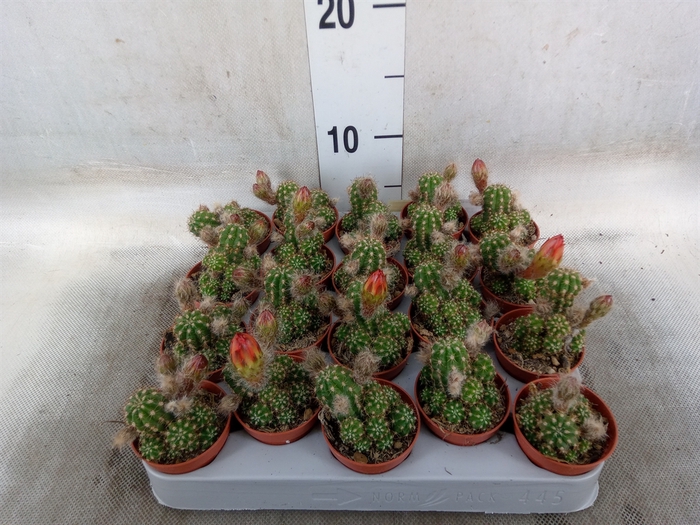 <h4>Chamaecereus  'Ubink Red'</h4>
