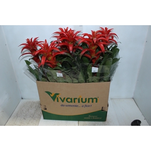 GUZMANIA VERMELHA P14