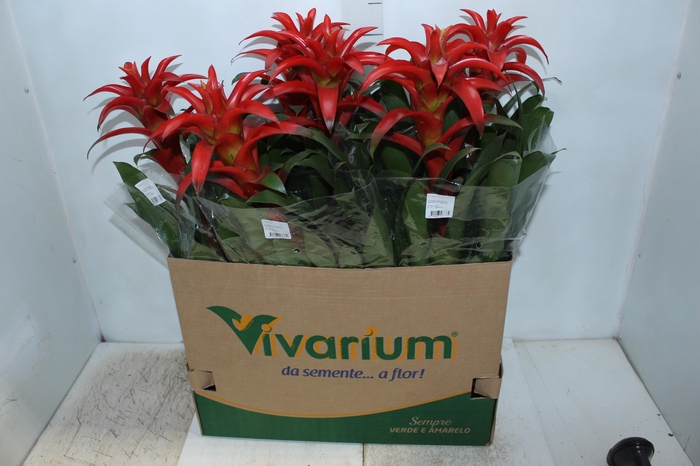 <h4>GUZMANIA VERMELHA P14</h4>