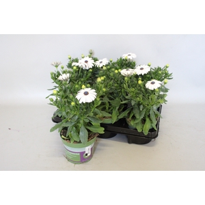 Osteospermum Senorita Blanca (wit)