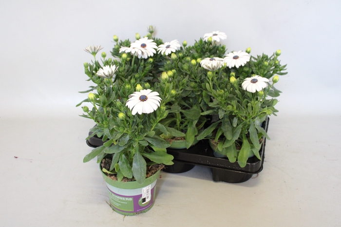 <h4>Osteospermum Senorita Blanca (wit)</h4>
