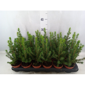 Picea glauca 'Conica'