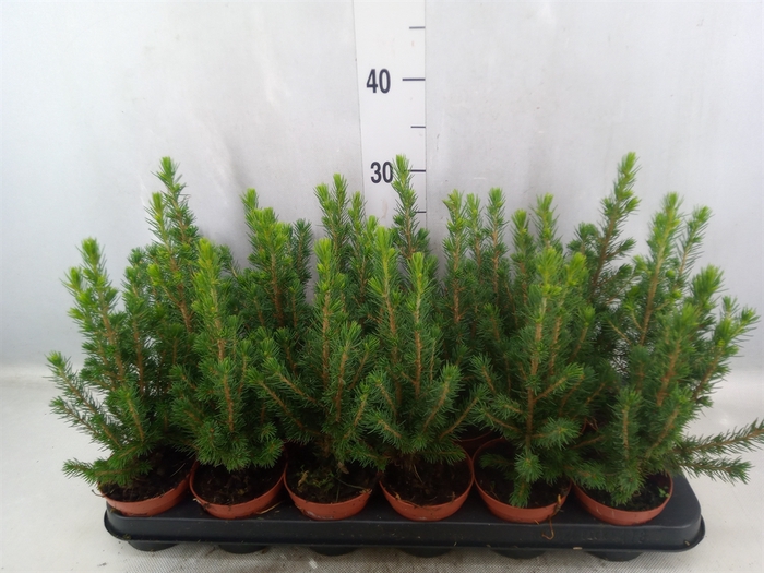 <h4>Picea glauca 'Conica'</h4>