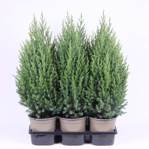 Juniperus chinensis Stricta
