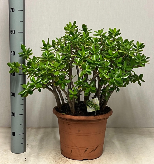 <h4>CRASS OVATA</h4>