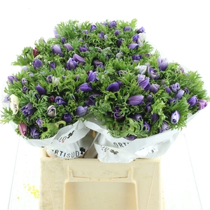 Anem Co Mar Lavender