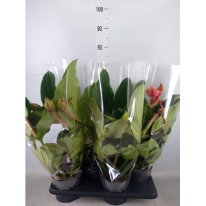 Medinilla magn. 'Flamenco'