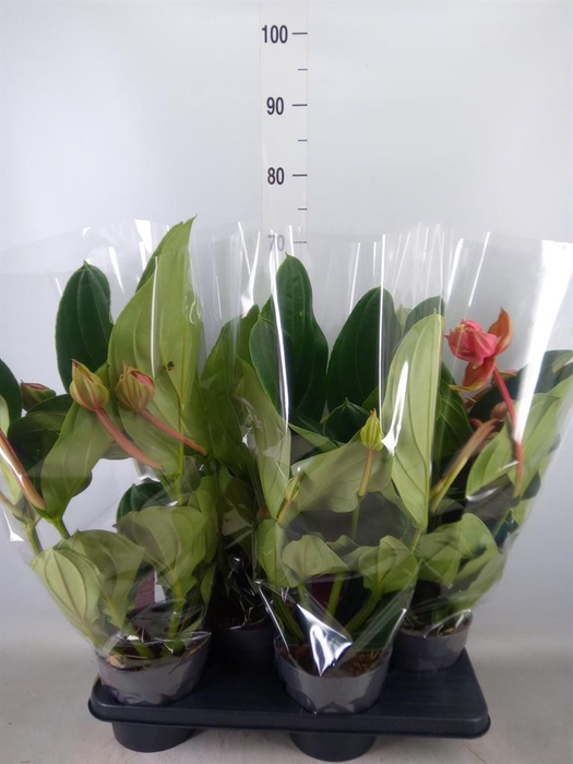 <h4>Medinilla magn. 'Flamenco'</h4>