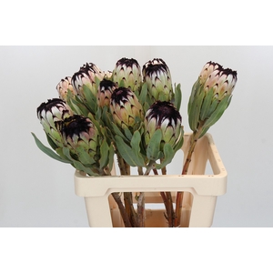 Protea Niobe