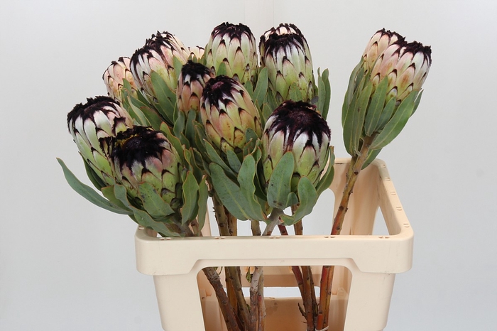 <h4>Protea Niobe</h4>