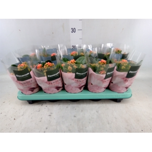 Kalanchoe blos. 'Serenity Peach'