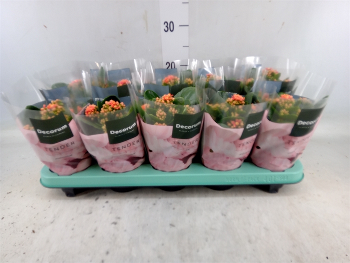 <h4>Kalanchoe blos. 'Serenity Peach'</h4>