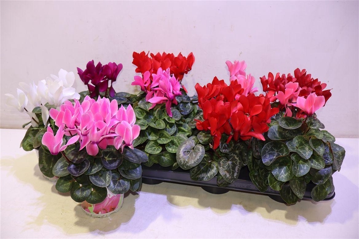 <h4>arr8 Cycl Gr Sup Xl</h4>