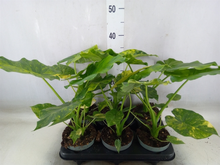 <h4>Alocasia   ...</h4>