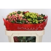 Hypericum Rainbow Romance Spray