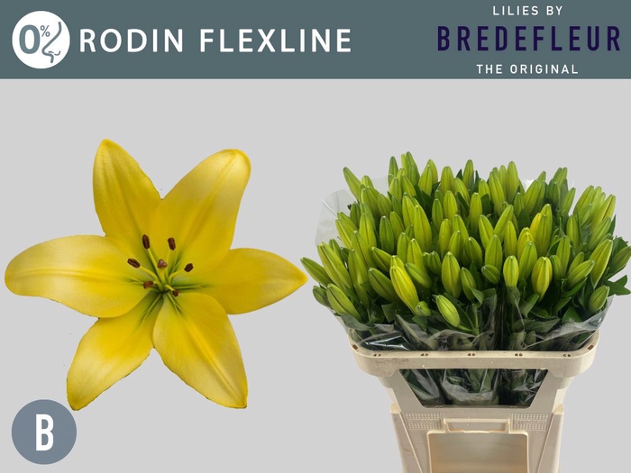<h4>Li La Rodin 2+ Flexline Bredefleur</h4>