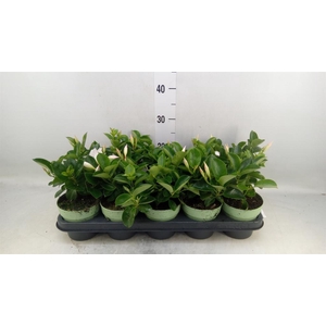 Mandevilla am. 'Sundav White'