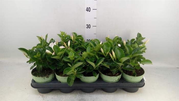 <h4>Mandevilla am. 'Sundav White'</h4>