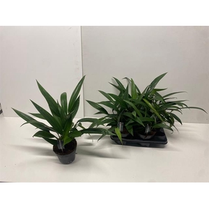 Epipremnum amplissimum (Cites) 15Ø 40cm