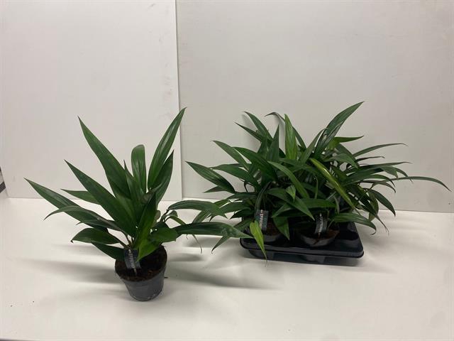 Epipremnum amplissimum (Cites) 15Ø 40cm