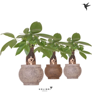 Kolibri Greens Pachira in Ancient pot brown mix