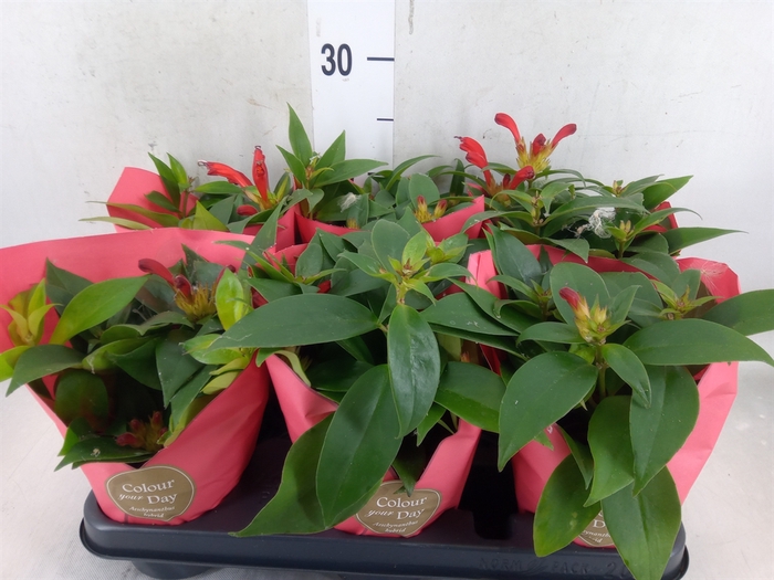 <h4>Aeschynanthus   ...</h4>