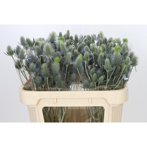 Eryngium Electric Dynamite