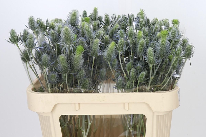 <h4>Eryngium Electric Dynamite</h4>