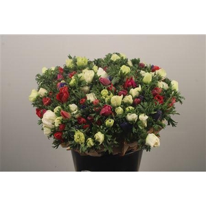 Anemone Fr. Mixed In Bunch