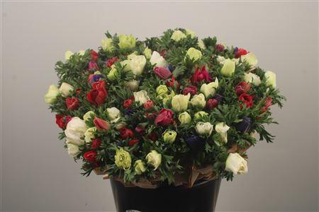 <h4>Anemone Fr. Mixed In Bunch</h4>