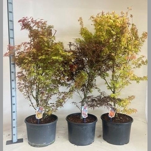 ACER PALMATUM